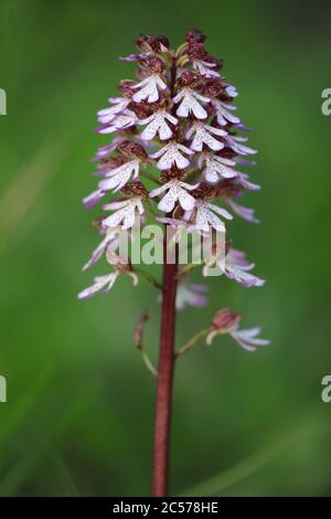 Symbole de temps de ressort. Détail de la nature orcis militararis, l'orchidée de casque (Orcis militararis) est une espèce végétale du genre d'orchidées (Orcis) en t. Banque D'Images