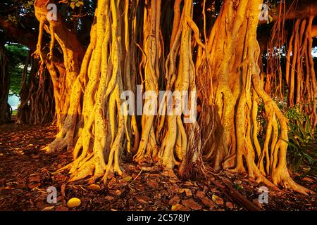 Banyan ou figuiers (Ficus benghalensis) sur Waikiki Beach, Honolulu, île hawaïenne d'Oahu, O'ahu, Hawaii, État d'Aloha, États-Unis Banque D'Images