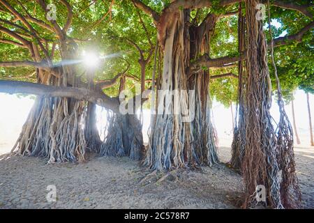 Banyan ou figuiers (Ficus benghalensis) sur Waikiki Beach, Honolulu, île hawaïenne d'Oahu, O'ahu, Hawaii, État d'Aloha, États-Unis Banque D'Images