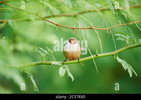 Branche de vague (Estrilda astrild) assise sur une branche, île hawaïenne d'Oahu, Hawaï, État d'Aloha, États-Unis Banque D'Images