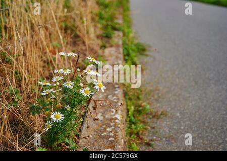 Camomille inodore (Tripleurospermum maritimum ssp.inodorum), côté voie, croissance, floraison, Brême, Allemagne Banque D'Images