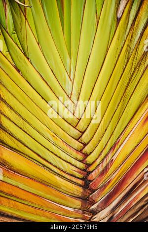 Gros plan de Traveler's Tree (Ravenala madagascariensis), espèce rare d'un palmier à feuilles, Hawaii, Aloha State, États-Unis Banque D'Images