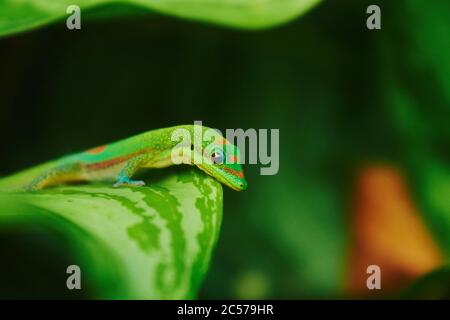 Gecko (Phelsuma laticauda) sur une feuille, île hawaïenne d'Oahu, Hawaï, État d'Aloha, États-Unis Banque D'Images