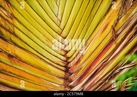 Gros plan de Traveler's Tree (Ravenala madagascariensis), espèce rare d'un palmier à feuilles, Hawaii, Aloha State, États-Unis Banque D'Images