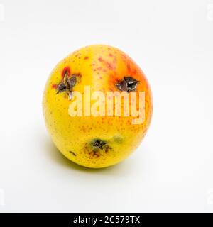 Pomme pourrie isolée sur fond blanc Banque D'Images