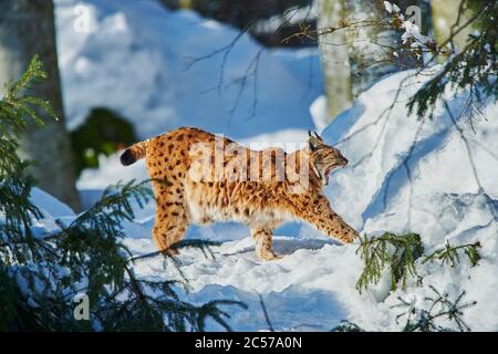 Lynx européen (Lynx lynx) en hiver, latéralement, à pied, Parc national de la forêt de Bayernn, Bayern, Allemagne Banque D'Images