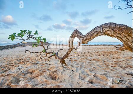 Plage de sable avec arbre sur la côte de Kuilima (plage de plongée avec tuba), baie de tortues, côte nord, île hawaïenne d'Oahu, Oahu, Hawaii, État d'Aloha, États-Unis Banque D'Images