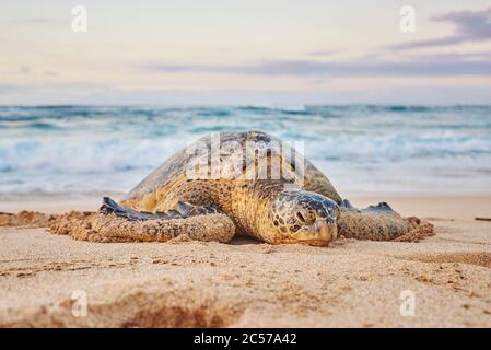 Tortue verte (Chelonia mydas) sur Turtle Bay, île d'Oahu, Oahu, Hawaii, État d'Aloha, États-Unis Banque D'Images