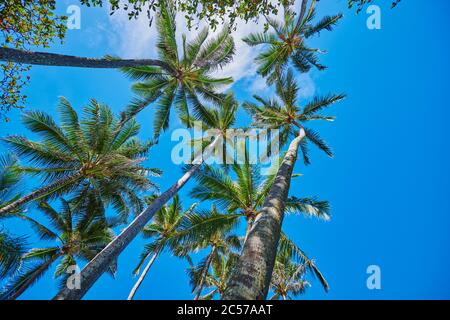 Cococotiers ou cocotiers (Cocos nucifera), Hanauma Bay, Hawaii, États-Unis Banque D'Images