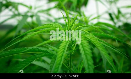 Belles feuilles de cannabis vert. C'est une plante médicinale améliorée. Banque D'Images