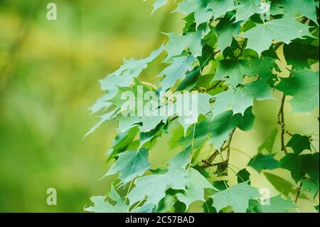 Feuilles d'érable de Norvège (Acer platanoides) en été, Bayern, Allemagne Banque D'Images