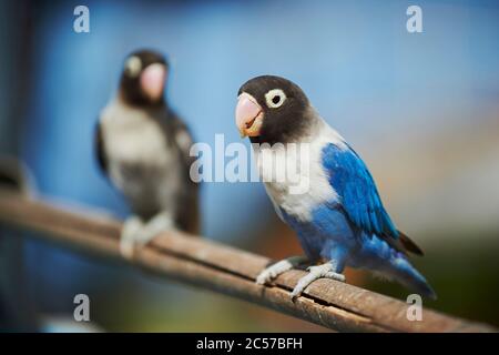 Chien à tête noire (Agapornis personatus), perroquet, assis sur le côté, Hawaï, État d'Aloha, États-Unis Banque D'Images