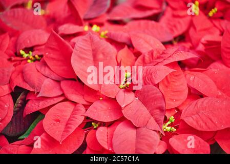 Inflorescence, poinsettia, étoile de l'AVENT, étoile de Noël ou poinsettia (Euphorbia pulcherrima), Hawaï, État d'Aloha, États-Unis Banque D'Images