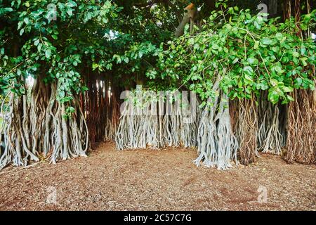 Banyan ou figuiers (Ficus benghalensis) sur Waikiki Beach, Honolulu, île hawaïenne d'Oahu, O'ahu, Hawaii, État d'Aloha, États-Unis Banque D'Images