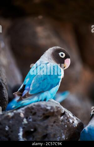 Chien à tête noire (Agapornis personatus), perroquet, assis sur le côté, Hawaï, État d'Aloha, États-Unis Banque D'Images