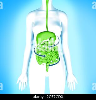 Système digestif désintoxication. Régime de nettoyage du corps des femmes. Banque D'Images
