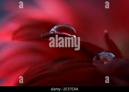 Gros plan des gouttes sur les pétales de gerbera. Photo macro. Goutte d'eau dans le florer rouge. Banque D'Images