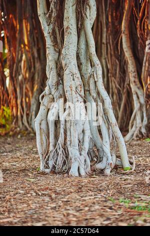 Banyan ou figuiers (Ficus benghalensis) sur Waikiki Beach, Honolulu, île hawaïenne d'Oahu, O'ahu, Hawaii, État d'Aloha, États-Unis Banque D'Images