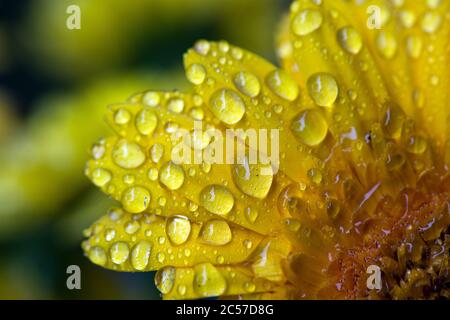 Cologne, Allemagne. 1er juillet 2020. Des gouttes d'eau se sont accumulées sur les feuilles d'une fleur. Credit: Federico Gambarini/dpa/Alay Live News Banque D'Images