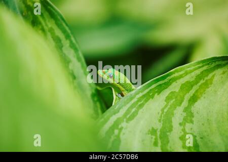 Gecko (Phelsuma laticauda) sur une feuille, île hawaïenne d'Oahu, Hawaï, État d'Aloha, États-Unis Banque D'Images