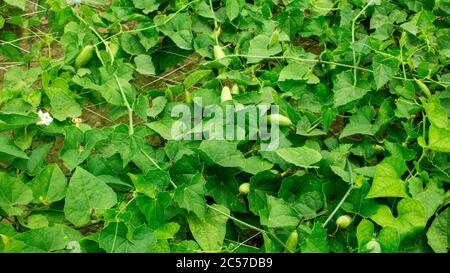 Plantes de graines de potol Achocha. Le GOURD POINTU (Trichoanthes dioica Roxb.) Banque D'Images