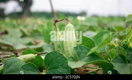 Le Trichoanthes dioica, également connu sous le nom de gourde pointu, est une plante de la famille des Cucurbitaceae. Banque D'Images