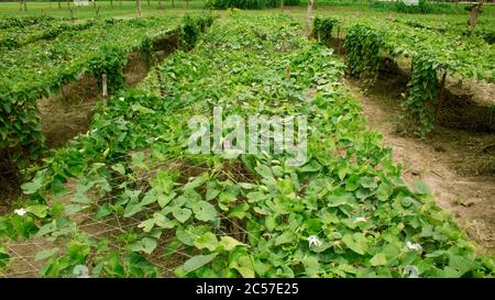 Le Trichoanthes dioica, également connu sous le nom de gourde pointu, est une plante de la famille des Cucurbitaceae. Banque D'Images