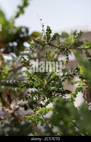 Les arbres de Boswellia sacra (ou olibanum) sont la principale variété à partir de laquelle l'encens est produit (ou «tripé», «taraudé») en Oman Banque D'Images