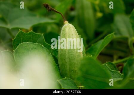 Le Trichoanthes dioica, également connu sous le nom de gourde pointu, est une plante de la famille des Cucurbitaceae, semblable au concombre et à la courge, mais contrairement à celles-ci Banque D'Images