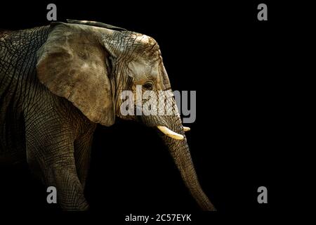 Éléphant d'Afrique sur le noir. Photo avec emplacement pour votre texte. Éléphant de profil. Photo d'un animal vivant. Détail de l'éléphant d'afrique. Banque D'Images