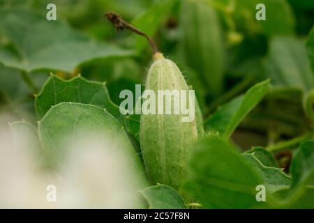 Le Trichoanthes dioica, également connu sous le nom de gourde pointu, est une plante de la famille des Cucurbitaceae, semblable au concombre et à la courge, mais contrairement à celles-ci Banque D'Images