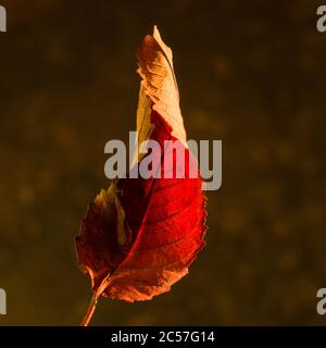 Feuille d'automne rouge sur fond flou Banque D'Images