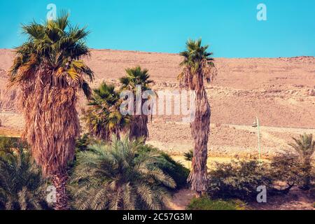 Palmiers. Oasis dans le désert. Paysage de la nature. Ein Gedi, Israël Banque D'Images