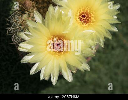 Macro détaillée de deux fleurs jaunes éblouissantes Parodia concinna aka notocactus abricus avec des centres rouges avec un fond de pelouse flou et ombragé Banque D'Images