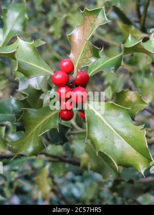 Gros plan d'une baie de Holly rouge sur un Bush de Holly Banque D'Images