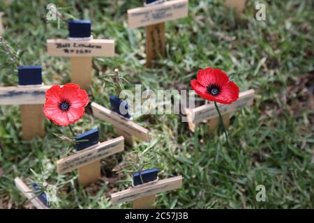 Des croix ont été plantées aux côtés de coquelicots dans le champ du souvenir de l’ANZAC à la cathédrale St Andrew à Sydney en souvenir de ceux qui sont morts-mouettes Banque D'Images