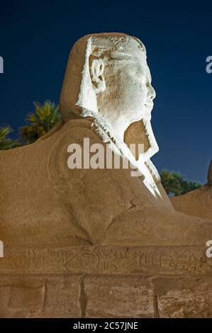 La statue de l'avenue des sphinx dans l'ancien temple égyptien de Louxor s'est illuminée pendant la nuit Banque D'Images