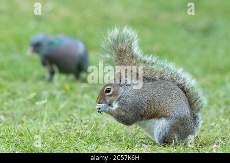 Écureuil gris se nourrissant au sol avec un stock Dove à proximité Banque D'Images
