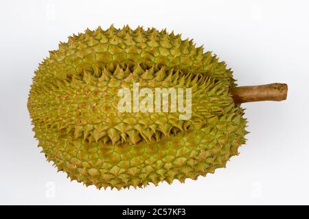 Portrait de Durian également connu comme le roi des fruits Banque D'Images