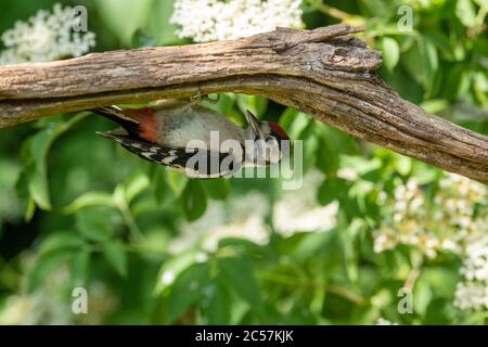 Great Spotted Woodpecker, juvénile, à la recherche de nourriture sur une branche pourrie, surrey, Royaume-Uni Banque D'Images