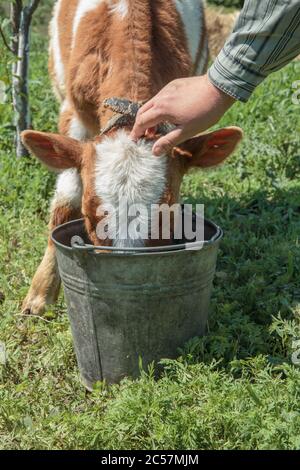 Un jeune taureau est pris en charge par un agriculteur. Le jeune taureau boit de l'eau d'un seau dans un jardin par beau temps d'été. Élevage de bovins. Banque D'Images