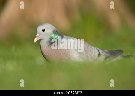 Stock Dove, adulte, recherche de nourriture sur le sol, en herbe, été, surrey, |Royaume-Uni Banque D'Images