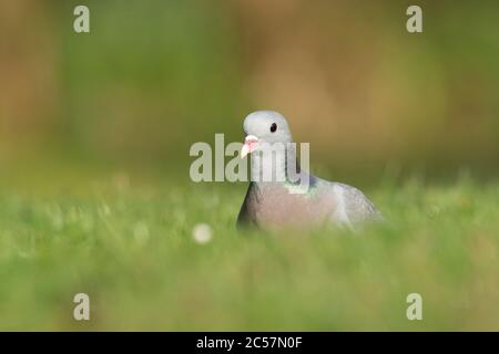 Stock Dove, adulte, recherche de nourriture sur le sol, en herbe, été, surrey, |Royaume-Uni Banque D'Images