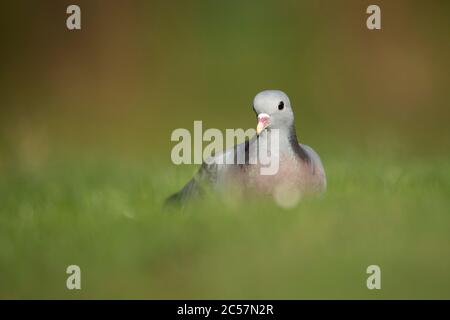 Stock Dove, adulte, recherche de nourriture sur le sol, en herbe, été, surrey, |Royaume-Uni Banque D'Images