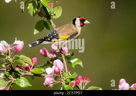 Goldfinch, adulte, portrait, dans un pommier à fleurs, printemps, surrey, royaume-uni Banque D'Images