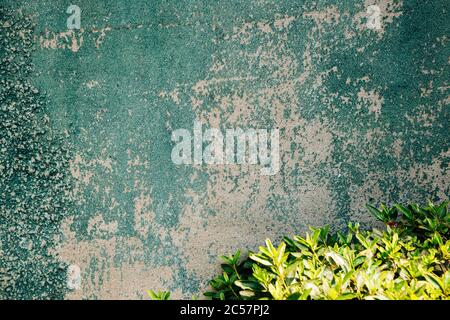 Texture de mur en béton peint en vert et fond de feuille vert Banque D'Images