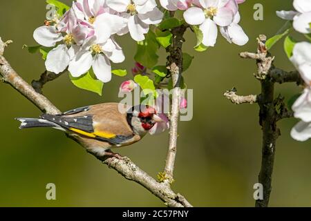 Goldfinch, adulte, portrait, dans un pommier à fleurs, printemps, surrey, royaume-uni Banque D'Images