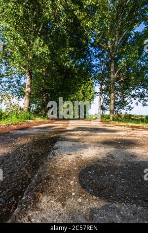 Chemin à travers une rangée d'arbres le jour ensoleillé après la pluie. Banque D'Images