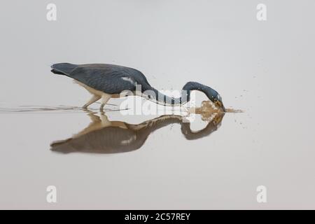 Un héron tricolore frappe l'eau en essayant de pêcher un poisson tout en étant parfaitement reflété sur l'eau calme des everglades de Floride, Floride, États-Unis Banque D'Images