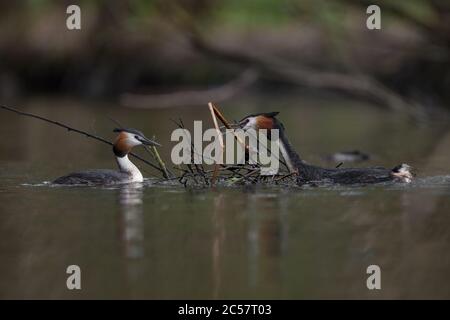 Deux grands grebes à crête construisent leur nid flottant à partir de roseaux et de bâtons sur les Norfolk broads, Norfolk, Angleterre Banque D'Images